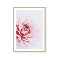 Pink Dahlia | Art Print