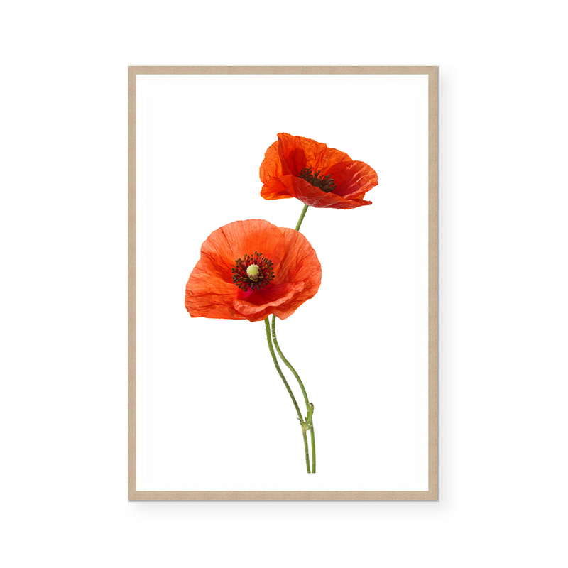 Red Poppies II | Art Print
