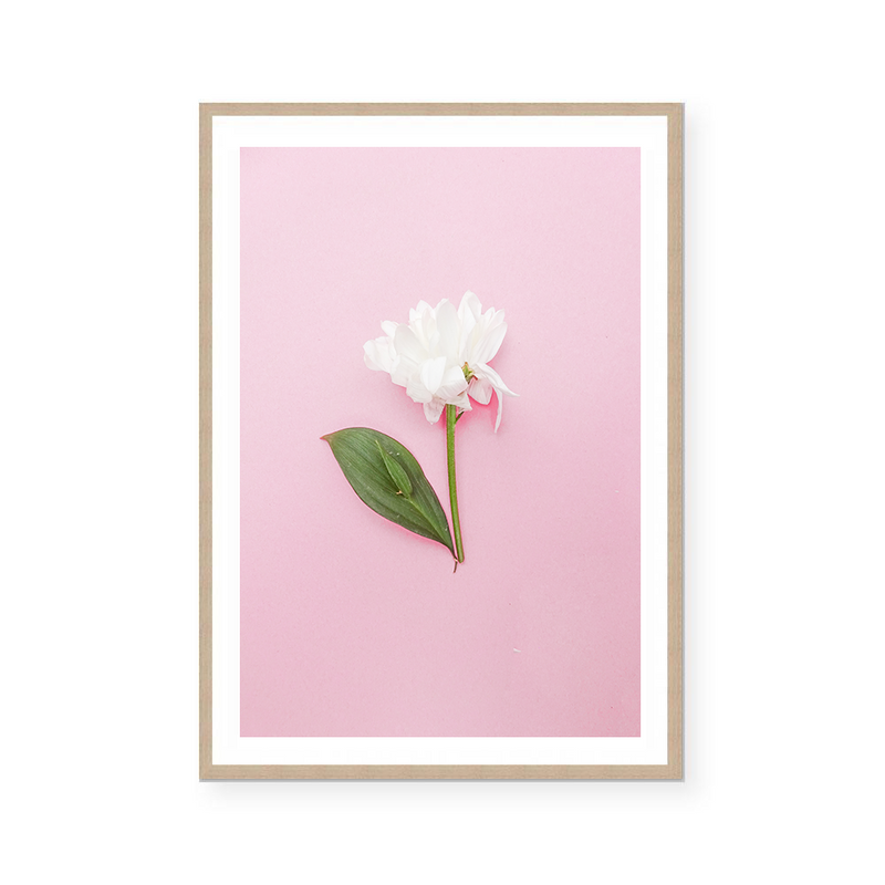 White Rose | Art Print