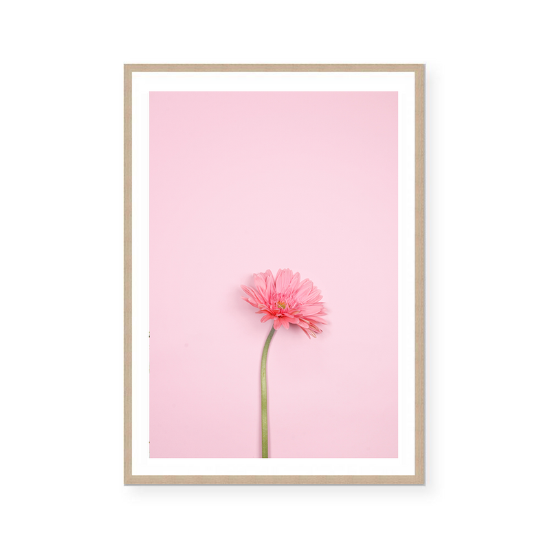 Pink Gerbera | Art Print