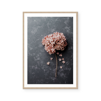 Hydrangea II | Art Print