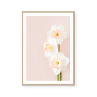 Pink Daffodils I | Art Print