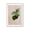 Eucalyptus Branch II | Art Print