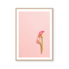 Calla Lily | Art Print