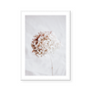 Hydrangea | Art Print