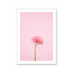 Pink Gerbera | Art Print