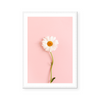 White Chamomile | Art Print