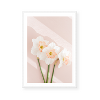 Pink Daffodils III | Art Print