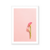 Calla Lily | Art Print