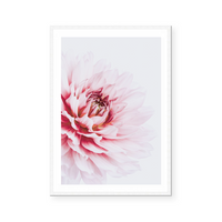 Pink Dahlia | Art Print