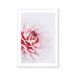 Pink Dahlia | Art Print