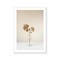 Dried Hydrangeas | Art Print