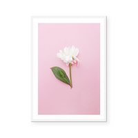 White Rose | Art Print