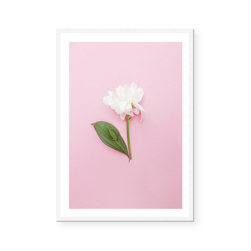 White Rose | Art Print