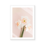 Pink Daffodils II | Art Print