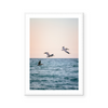 Miami Beach Pelicans | Art Print