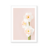 Pink Daffodils I | Art Print