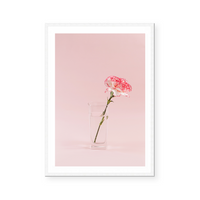 Blooming Carnation | Art Print