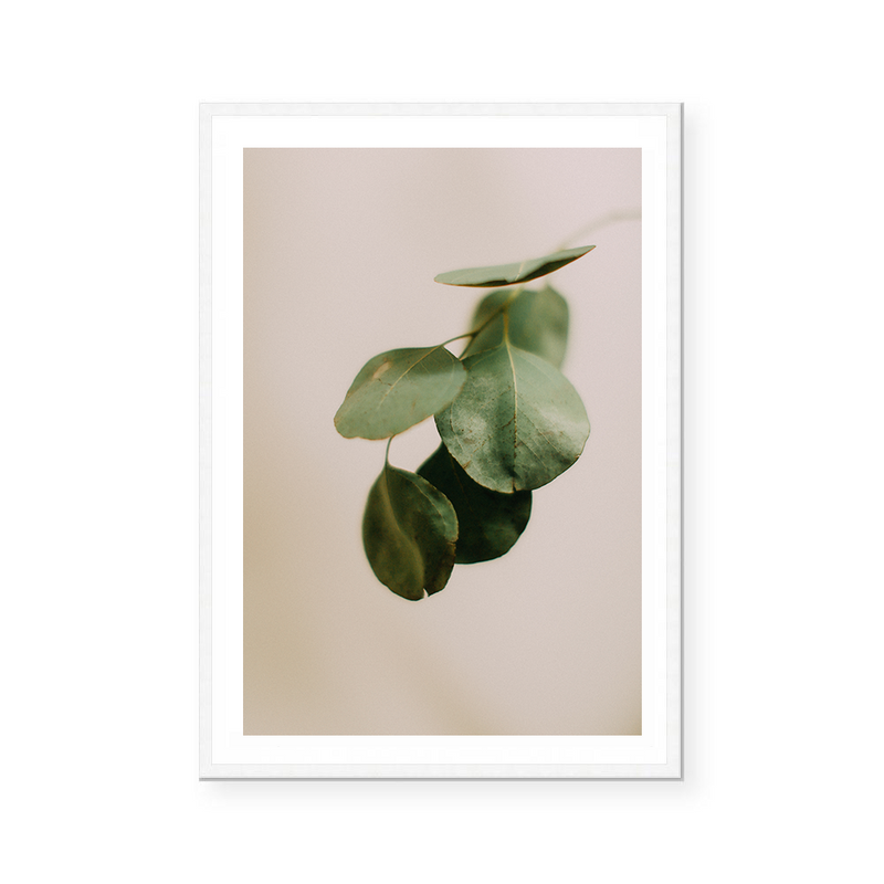 Eucalyptus Branch II | Art Print