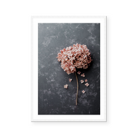 Hydrangea II | Art Print