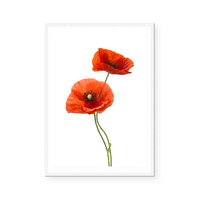 Red Poppies II | Art Print