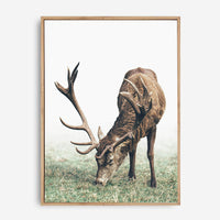 Doe | Canvas Print
