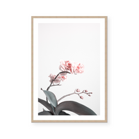 Lotus | Art Print