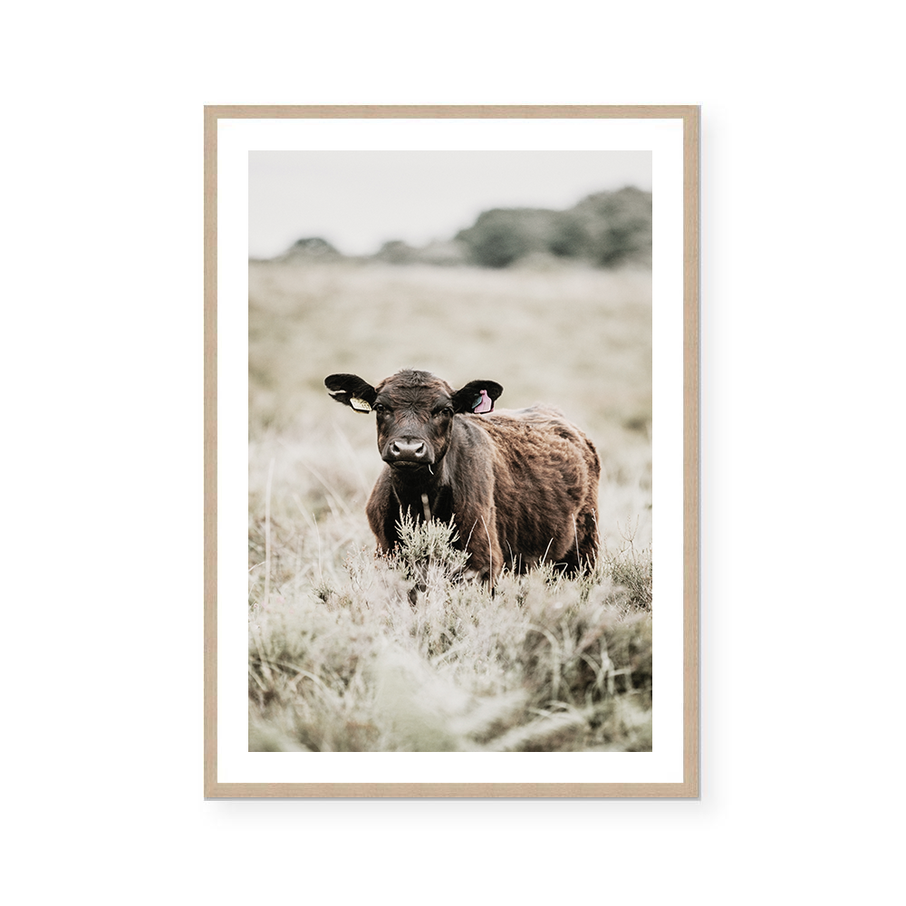 Cow  Art Print – Life In Ink