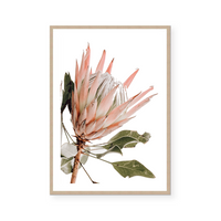 King Protea III | Art Print