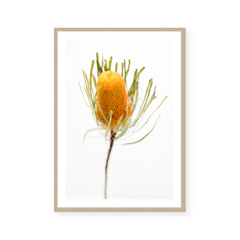 Banksia | Art Print