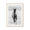 Western Wild Horse | Art Print