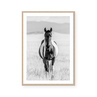 Western Wild Horse | Art Print