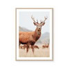 Mountain Stag II | Art Print