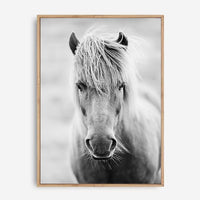 White Horse | Canvas Print