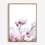 Magnolia | Canvas Print