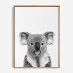 Koala | Canvas Print