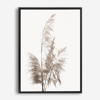 Pampas Grass | Canvas Print