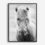 White Horse | Canvas Print