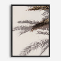 Palm Shadow II | Canvas Print