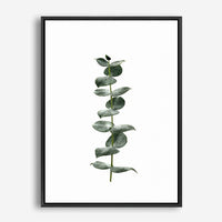 Eucalyptus | Canvas Print