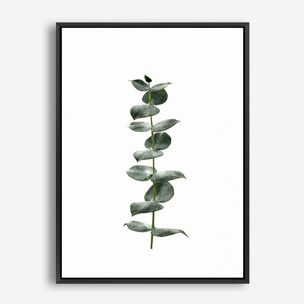 Eucalyptus | Canvas Print