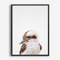 Kookaburra | Canvas Print