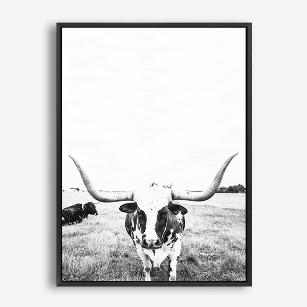 Steer | Canvas Print