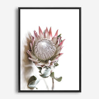 Shea | Canvas Print