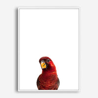 Parrot | Canvas Print
