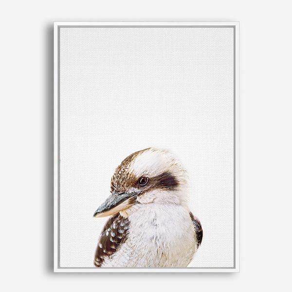 Kookaburra | Canvas Print