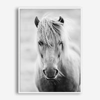 White Horse | Canvas Print