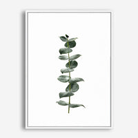 Eucalyptus | Canvas Print