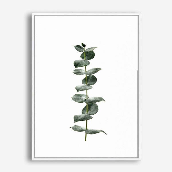 Eucalyptus | Canvas Print