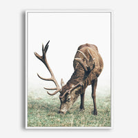 Doe | Canvas Print